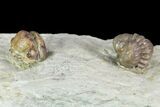 Enrolled Paciphacops & Kainops Trilobites - Oklahoma #95924-2